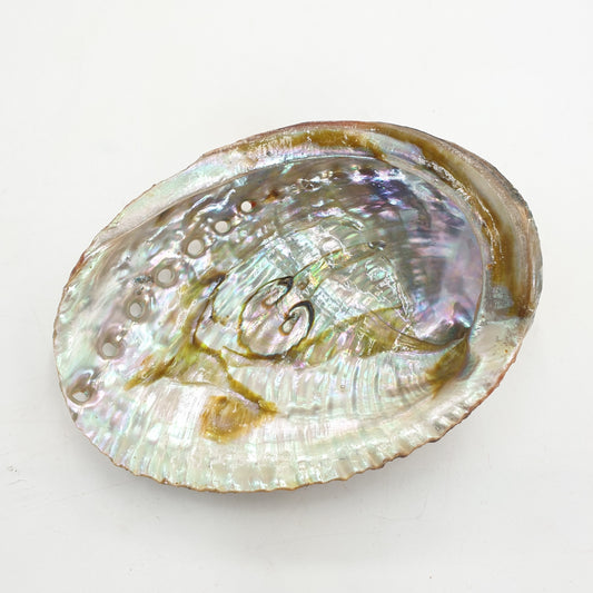 Groothandel - Abalone Schelp Mini