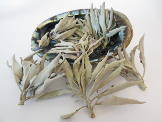 Abalone Schelp Groothandel - Klein