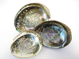 Green Abalone Shell set of 3 (M + L + XL)
