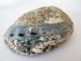 Green Abalone Shell set of 3 (M + L + XL)