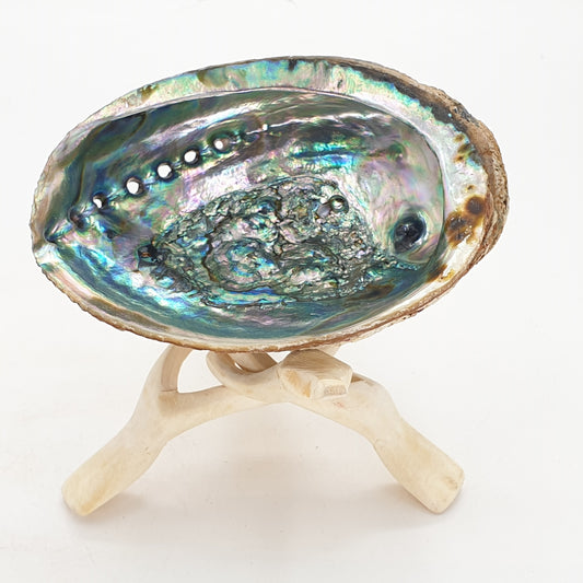 Groothandel - 3-potige houten cobrastandaard + middelgrote abaloneschelp