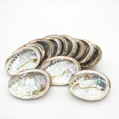 Groothandel - Abalone Shell Mini